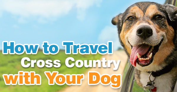 How to Travel Cross Country with Your Dog